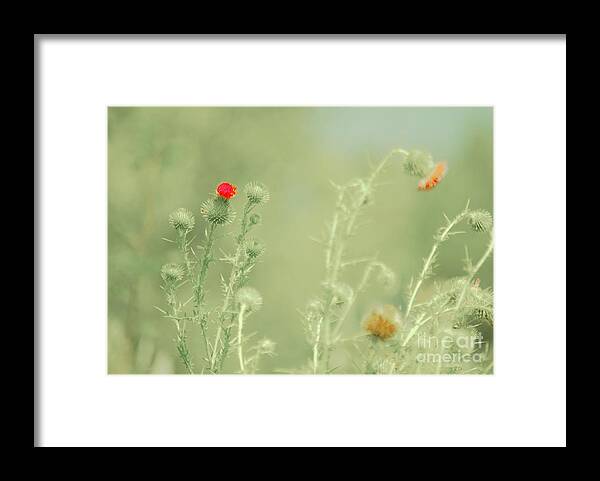 Thistles Framed Print featuring the photograph Big red, Little red by Merle Grenz