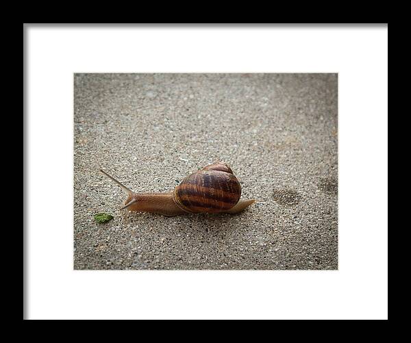 Snail Framed Print featuring the photograph Big Salad by Alison Frank
