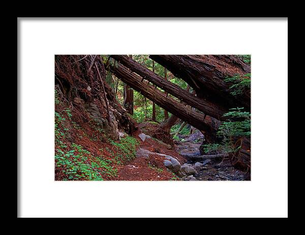 Big Sur Framed Print featuring the photograph Big Sur Redwood Canyon by Charlene Mitchell