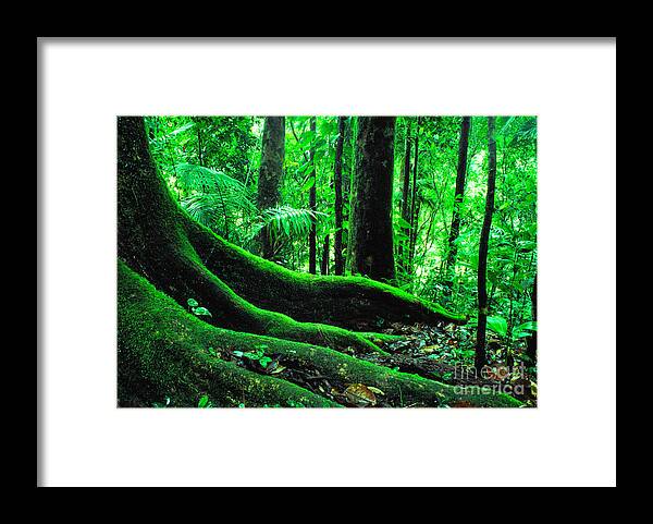 Puerto Rico Framed Print featuring the photograph Big Tree Trail El Yunque National Forest by Thomas R Fletcher