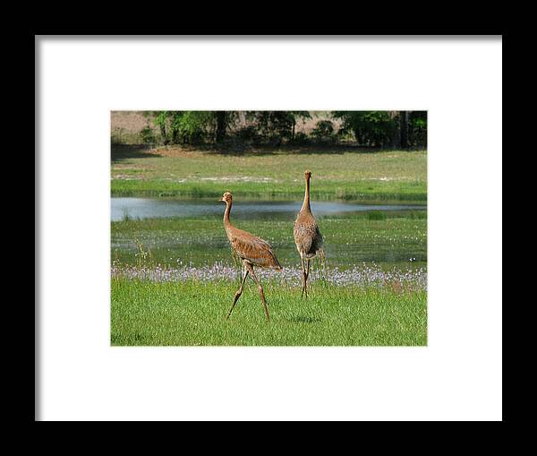 Sandhill Framed Print featuring the photograph Big World by Peggy Urban