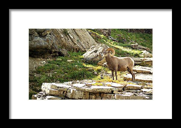 Wildlife Framed Print featuring the photograph Bighorn Proud 3 by Marty Koch