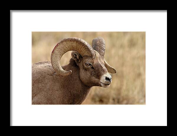Bighorn Framed Print featuring the photograph Bighorn by Ronnie And Frances Howard