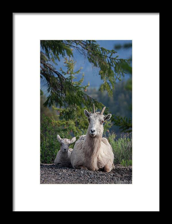 Mark Miller Photos Framed Print featuring the photograph Bighorn Sheep Family by Mark Miller