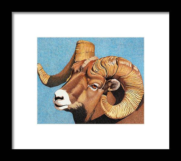 Art Framed Print featuring the drawing Bighorn Sheep Portrait by Dan Miller