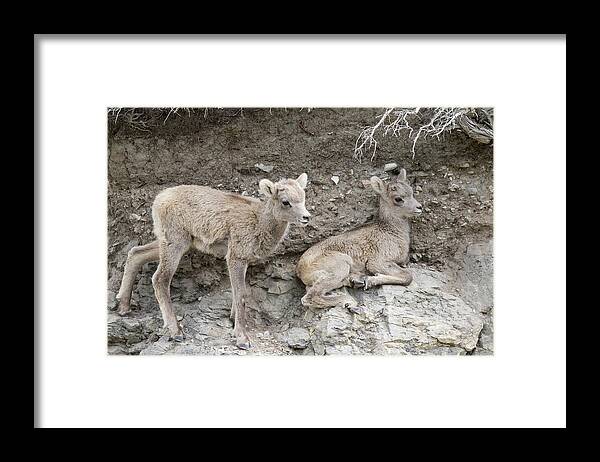 Bighorn Sheep Framed Print featuring the photograph Bighorn Sheep Lambs on the Cliff by Tony Hake