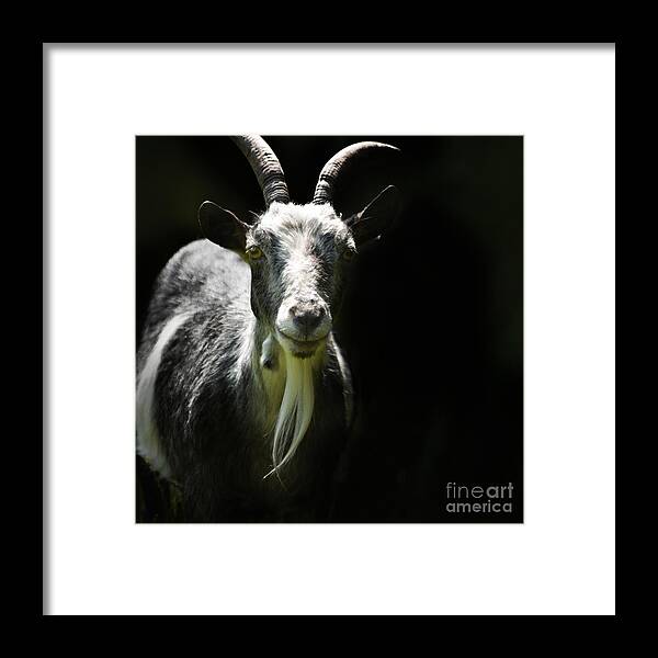 Pygmy Goat Framed Print featuring the photograph Billy by Paul Davenport