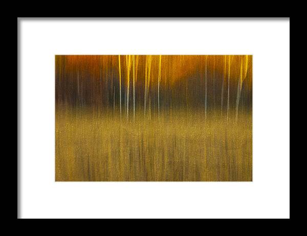 Abstract Framed Print featuring the photograph Birch At The Edge Of The Field 2015 by Thomas Young