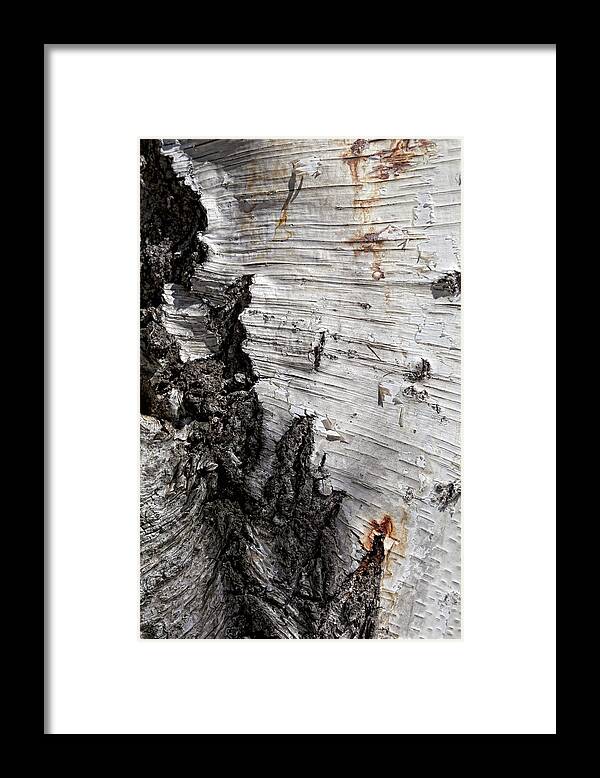 Bark Framed Print featuring the photograph Birch Bark by Robert Ullmann