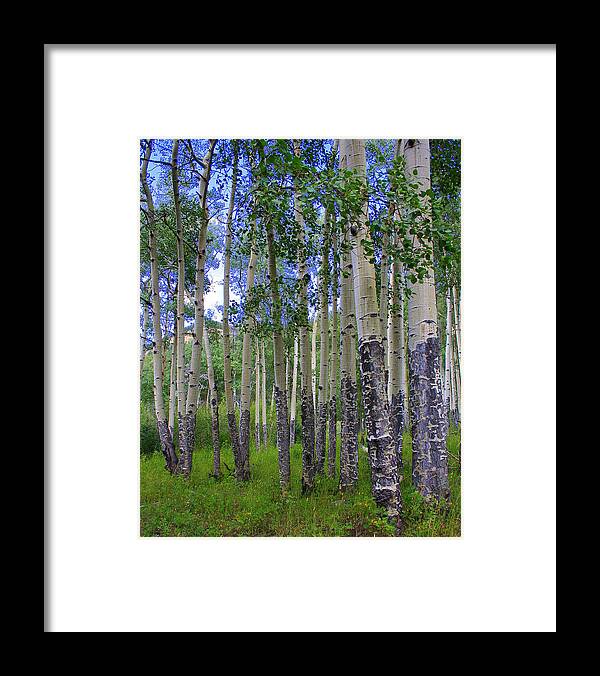 Landscape Framed Print featuring the photograph Birch Forest by Julie Lueders 
