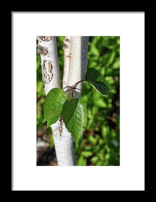 Tree Framed Print featuring the photograph Birch by Kuni Photography
