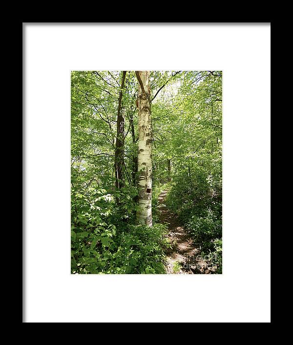 Photography Framed Print featuring the photograph Birch Tree Hiking Trail by Phil Perkins