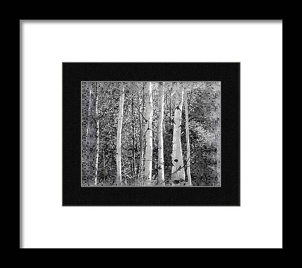 Birch Trees Framed Print featuring the photograph Birch Trees by Susan Kinney