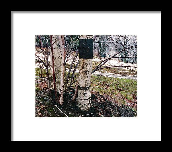 Nyoda Girls Camp Framed Print featuring the digital art Birch Trees with House, Winter at Camp Nyoda 1988 by Kathy Anselmo
