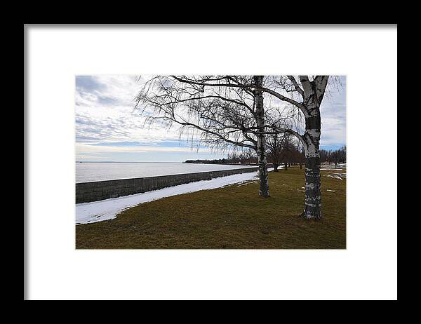 Landscape Framed Print featuring the photograph Birches near Niagara River by Sergei Dratchev