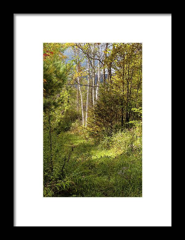 Autumn Birches Framed Print featuring the photograph Birches On An Autumn Path by Tom Singleton
