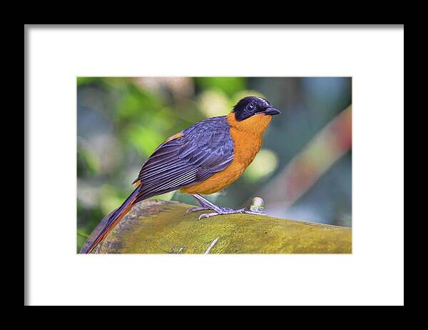  Framed Print featuring the photograph Bird 3 by Nadia Sanowar