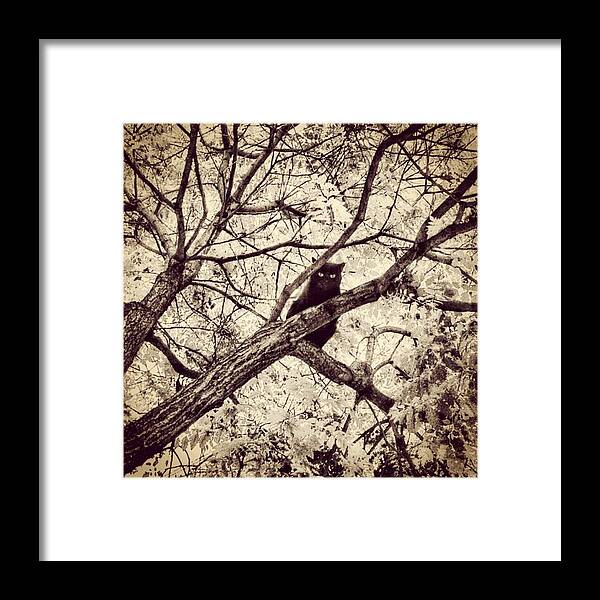 Fly Framed Print featuring the photograph Bird-cat II by Rafa Rivas