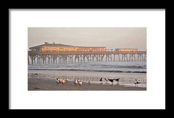 Seagulls Framed Print featuring the photograph Bird Families morning at Sun Glow Pier 2-11-18 by Julianne Felton