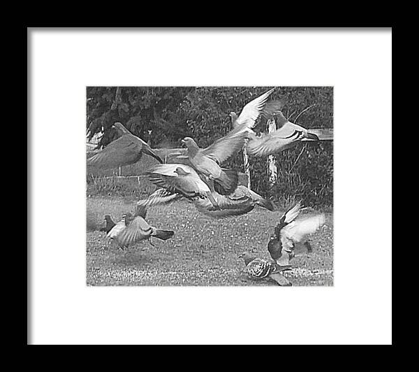 Bird Framed Print featuring the photograph Bird Flurry by Suzy Piatt