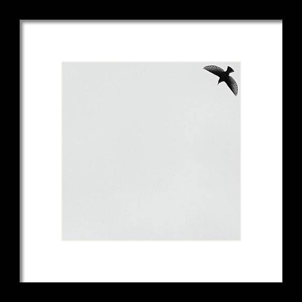 Icminimal Framed Print featuring the photograph #bird #icminimal #tgif #jj_minimal by Tricia Elliott