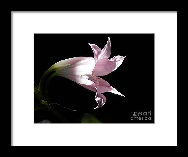 Lily Framed Print featuring the photograph Lovely Lilies Bird in Flight by Felipe Adan Lerma