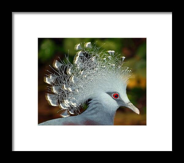 Crowned Pigeon Framed Print featuring the photograph Bird in Motion by Shannon Kunkle