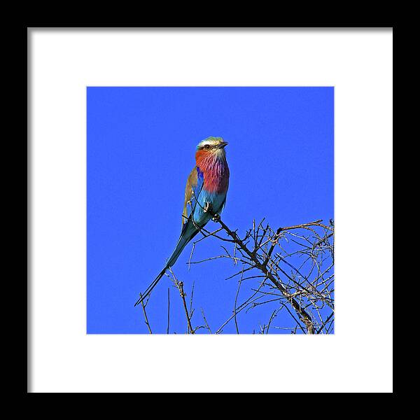 Bird Framed Print featuring the photograph Bird - Lilac-breasted Roller by Richard Krebs