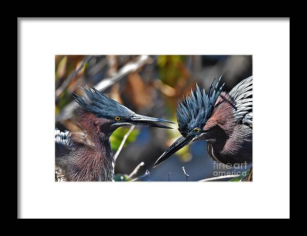 Little Green Herons Framed Print featuring the photograph Bird Love by Julie Adair