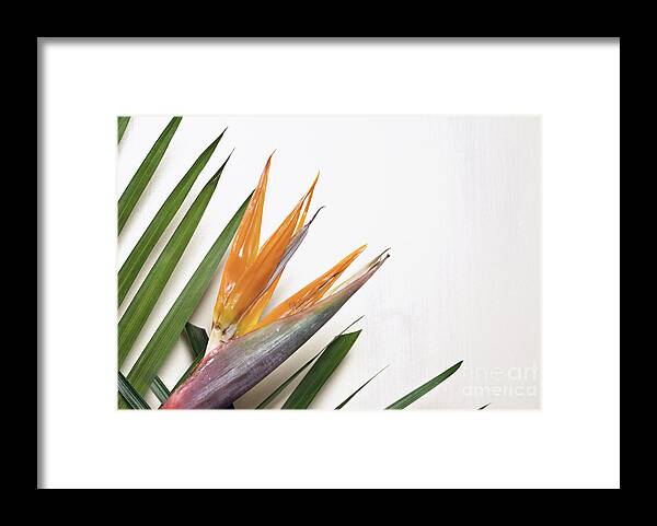 Flowers Framed Print featuring the photograph Bird of Paradise by Cindy Garber Iverson