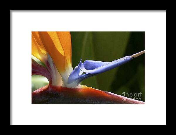 Strelitzia Framed Print featuring the photograph Bird of Paradise Flower Detail by Heiko Koehrer-Wagner
