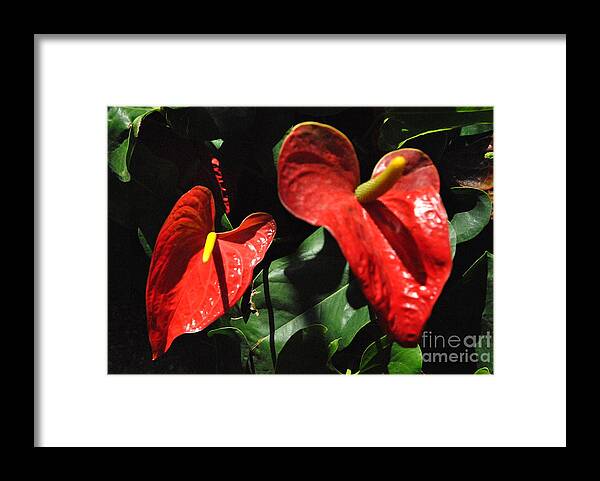 Flower Framed Print featuring the photograph Anthurium by Jacqueline M Lewis