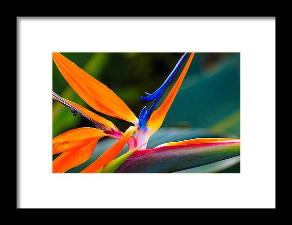 Floral Framed Print featuring the photograph Bird of Paradise by Jade Moon