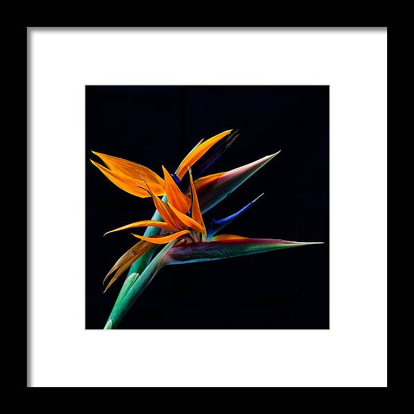 Bird Of Paradise Tropical Flowers Framed Print featuring the photograph Bird of paradise by James Roemmling