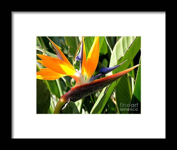 Bird Of Paradise Framed Print featuring the photograph Bird of Paradise by Mary Deal