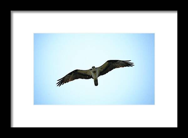 Bird Framed Print featuring the photograph Bird of Prey by Travis Rogers