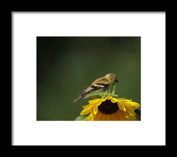 Bird Framed Print featuring the photograph Bird on a flower by Jeff Swan