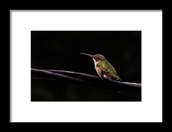 Bird Framed Print featuring the photograph Bird on a Wire by Randy J Heath