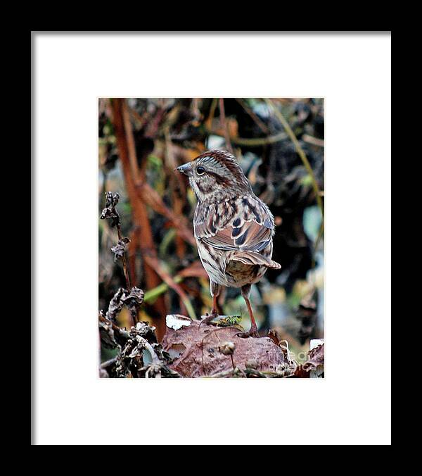Bird Framed Print featuring the photograph Bird with Grasshopper by Lila Fisher-Wenzel