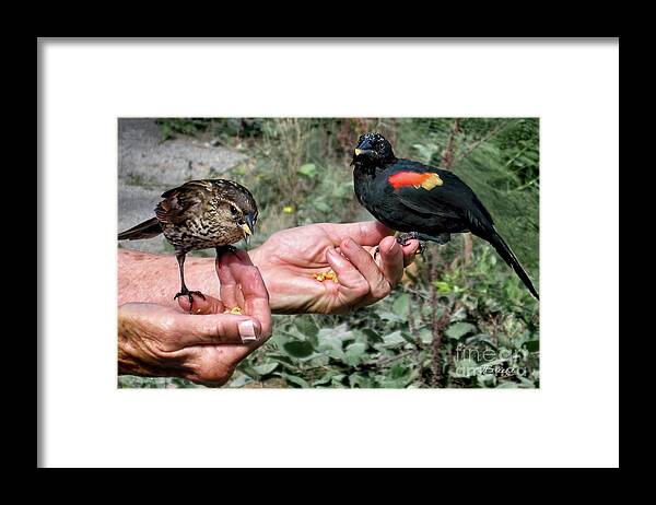 Bird Framed Print featuring the photograph Birds in the Hands by Jennie Breeze