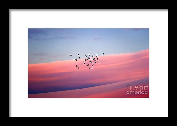 Air Framed Print featuring the photograph Birds migration by Anna Om