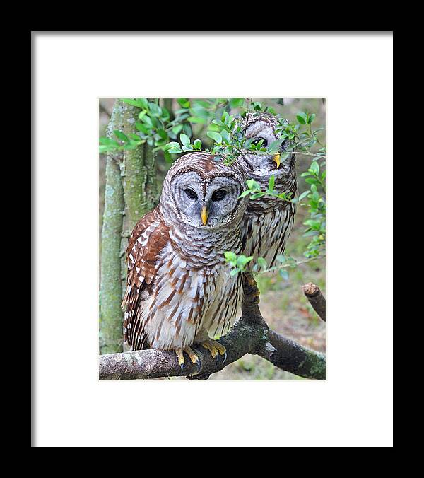 Owls Framed Print featuring the photograph Birds of a Feather - Owls by Donna Proctor