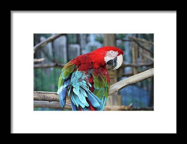 Parrot Framed Print featuring the photograph Birds of a Feather by Jackson Pearson