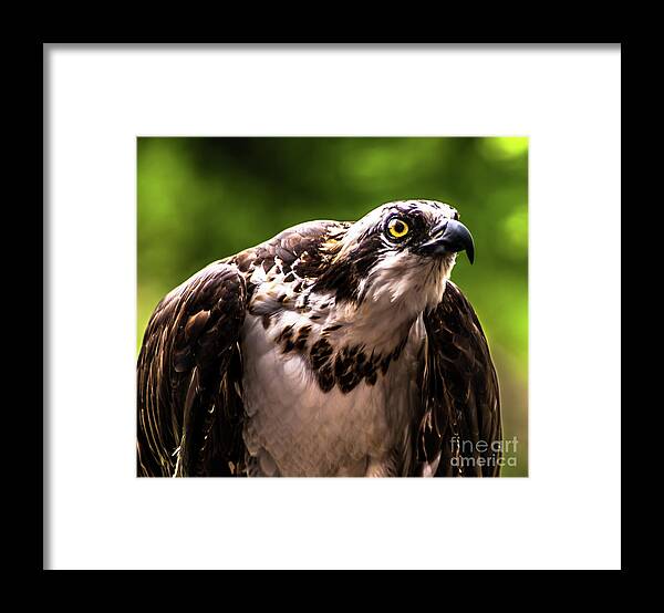 Birds Of Prey Framed Print featuring the photograph Birds of Prey Sonoma County by Blake Webster