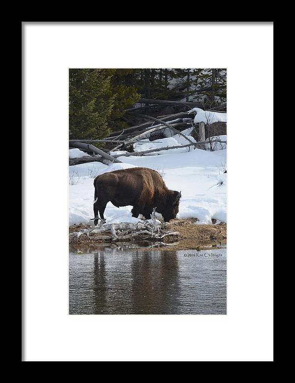Bison Framed Print featuring the photograph Bison Browsing by Kae Cheatham