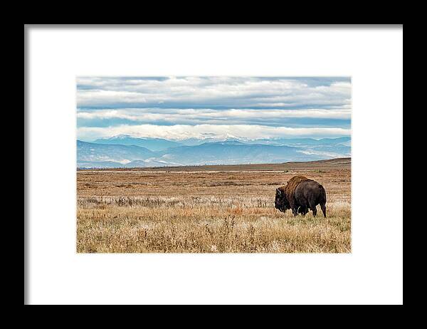Bison Framed Print featuring the photograph Bison Bull in the Shadow of the Rocky Mountains by Tony Hake