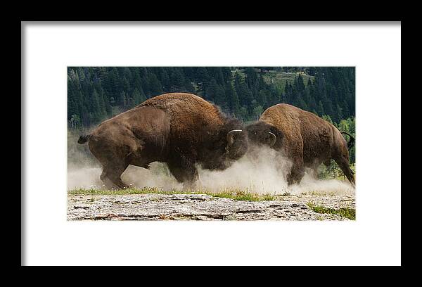 Mark Miller Photos Framed Print featuring the photograph Bison Duel by Mark Miller