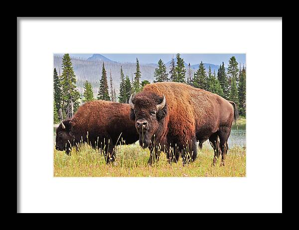 Bison Framed Print featuring the photograph Bison by Greg Norrell