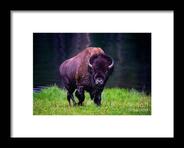 Buffalo Framed Print featuring the photograph Bison Of Yellowstone by Jim Hatch