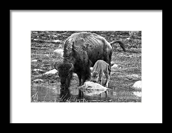 Bison Framed Print featuring the photograph Bison Red Dog With Mom Black And White by Adam Jewell